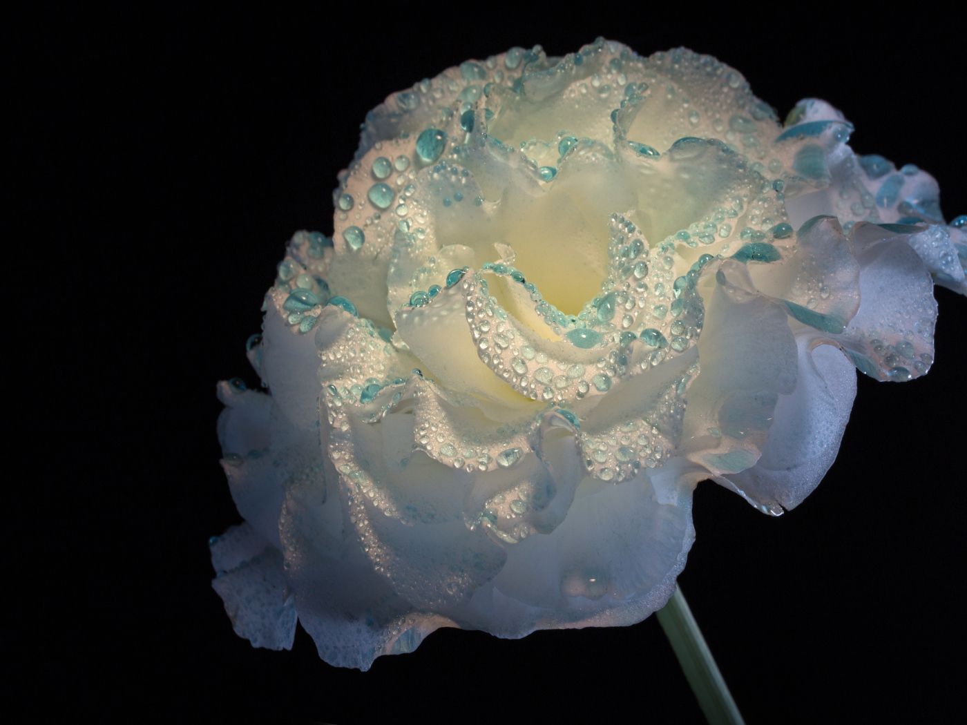 Нежный белый цветок в каплях росы на черном фоне