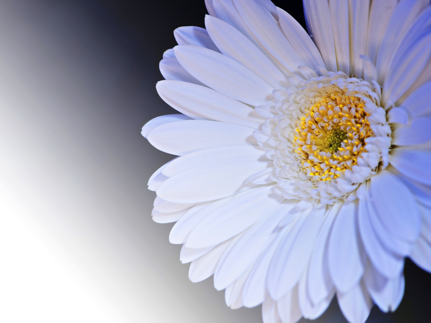 Нежный белый цветок герберы с желтой серединкой крупным планом