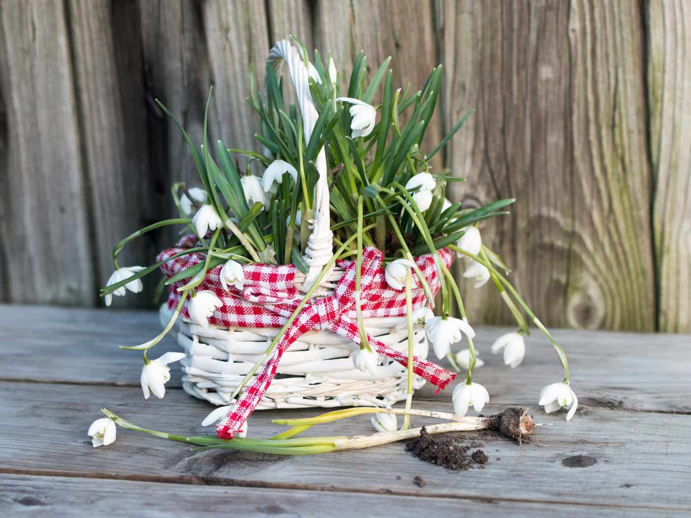 Нежные белые весенние цветы подснежники в корзине