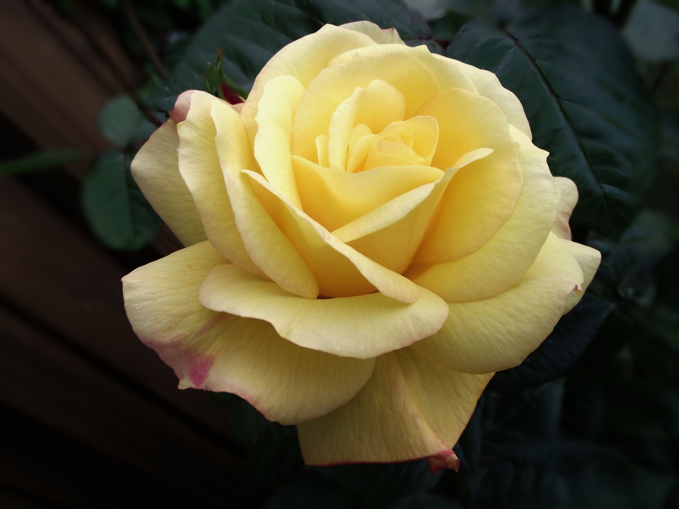 Нежная желтая роза крупным планом