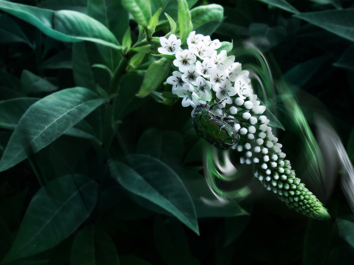 Экзотический белый цветок Буддлея Давида