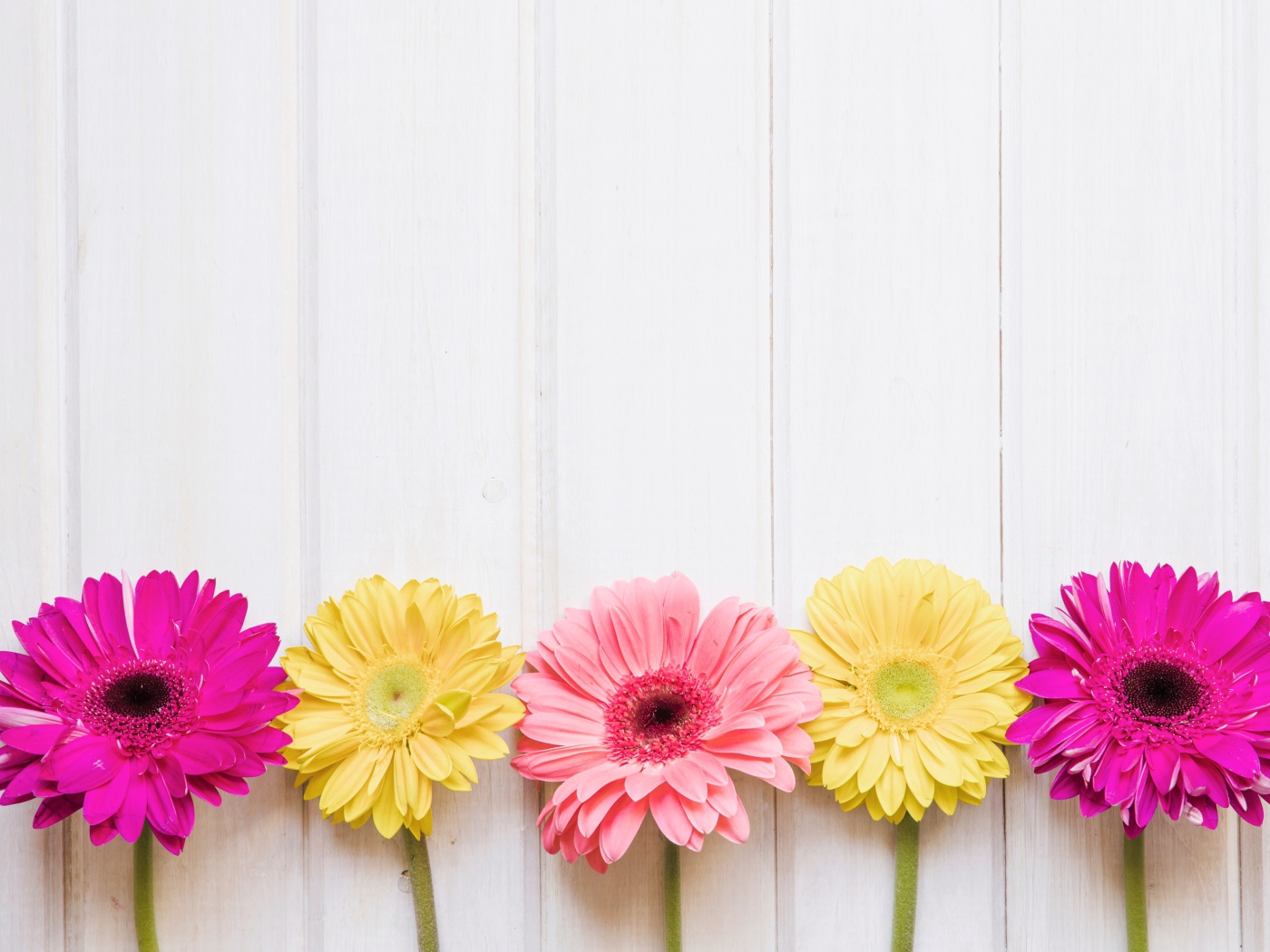 Пять разноцветных гербер на столе