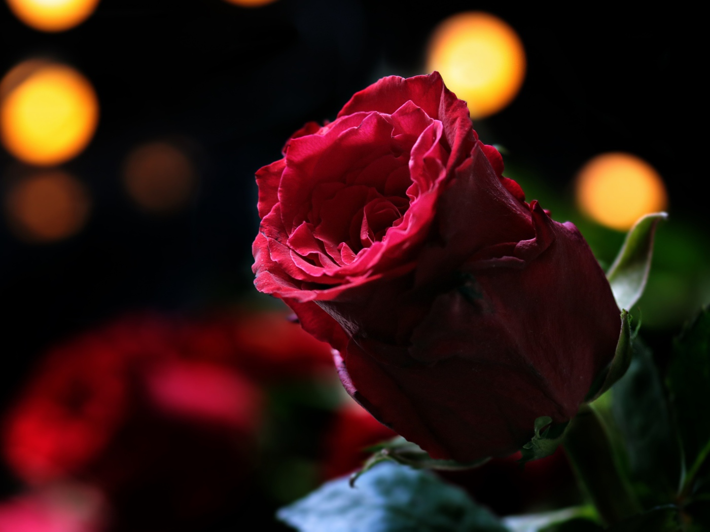 Цветок красивой красной розы крупным планом