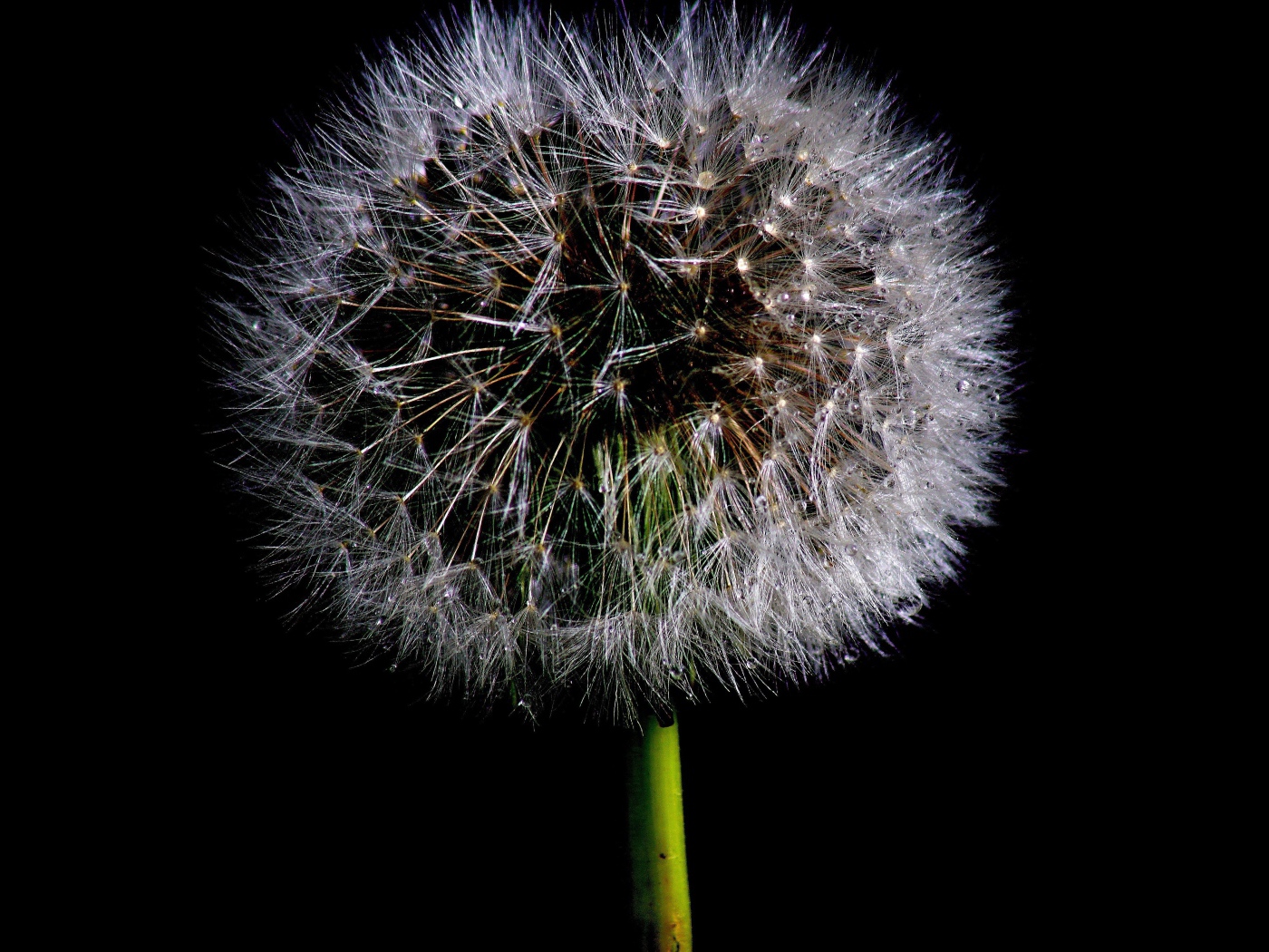 Пушистый белый одуванчик на черном фоне