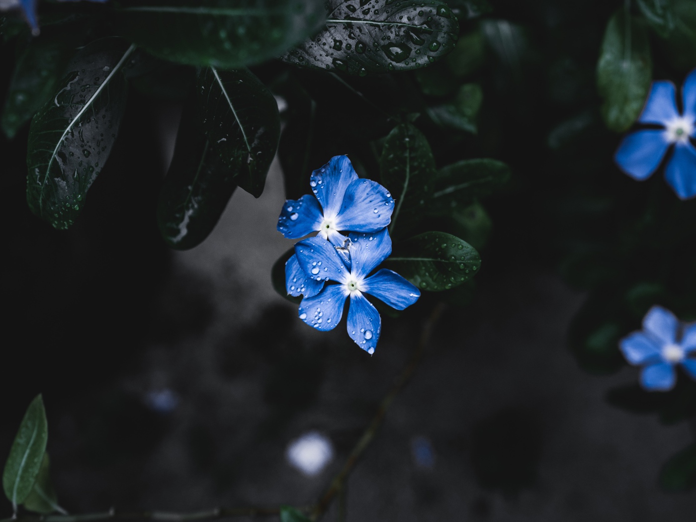 Незабудки в каплях дождя 