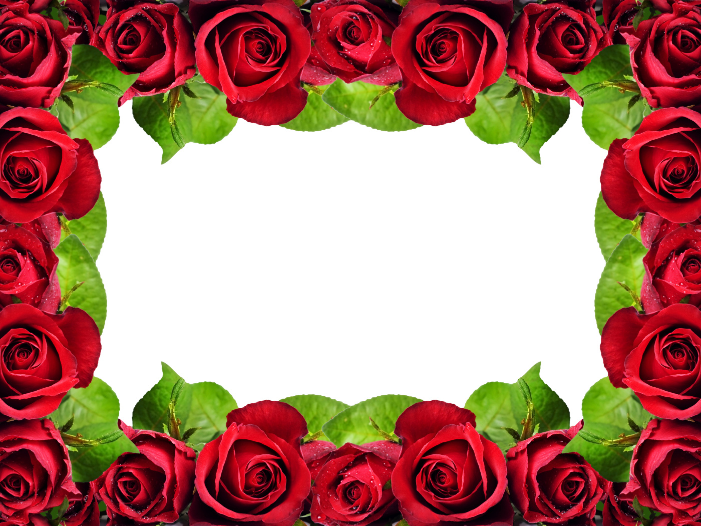 Рамка из красных роз на белом фоне