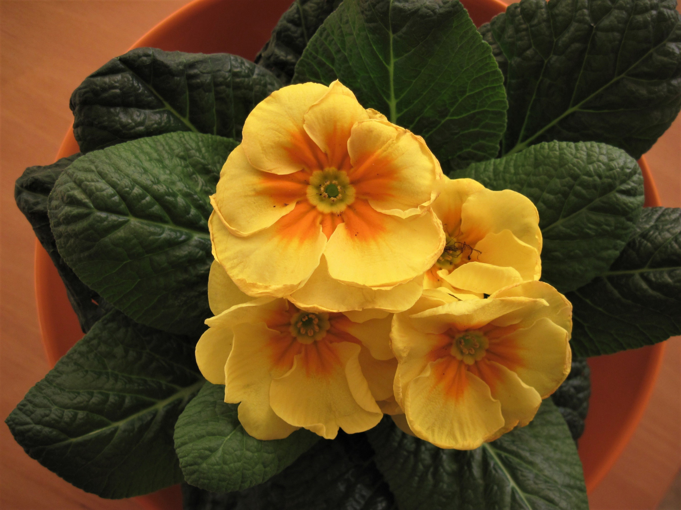 Комнатный цветок примула с желтыми цветами 