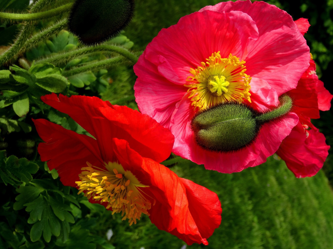 Большие красивые декоративные маки с бутонами