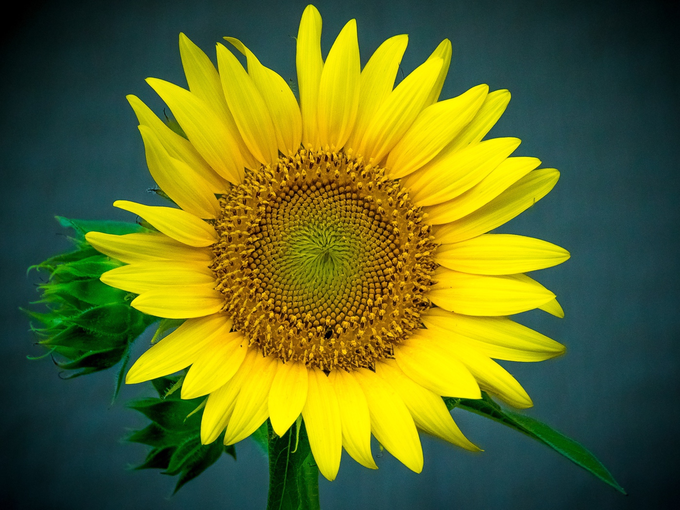 Большой цветок подсолнуха крупным планом