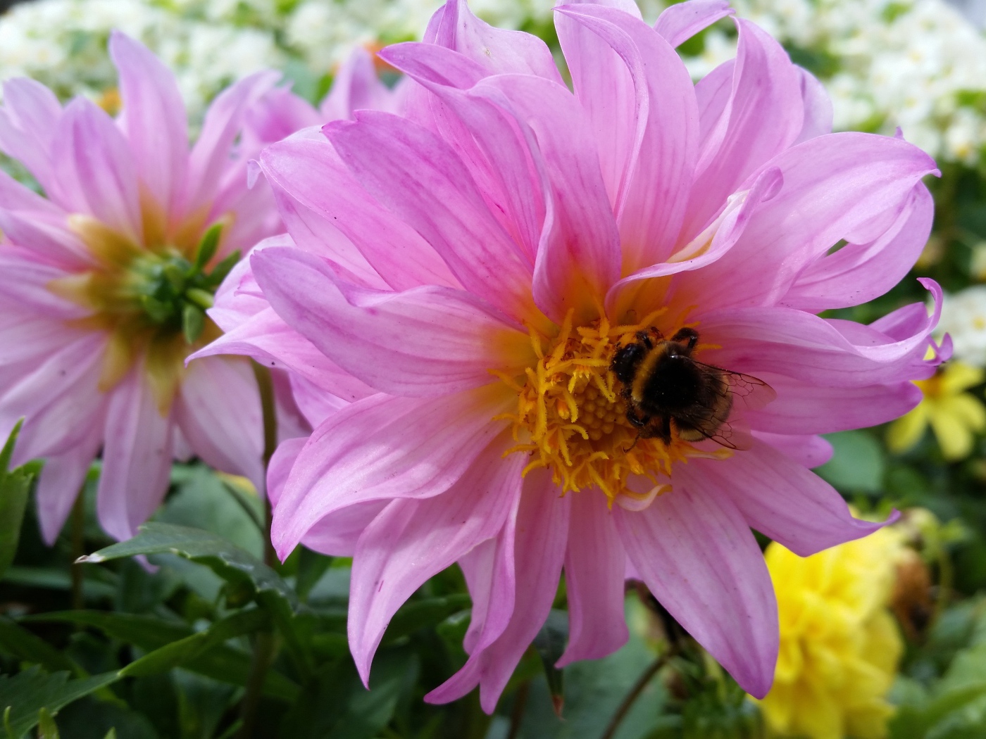 Крупные сиреневые георгины на клумбе