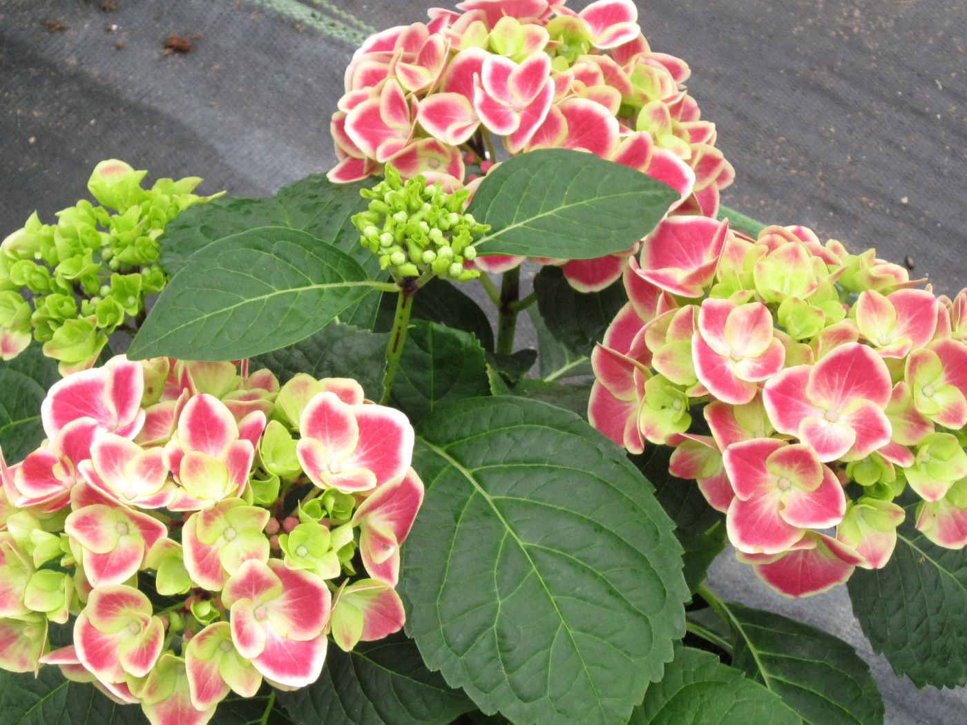 Большие розовые цветы гортензия