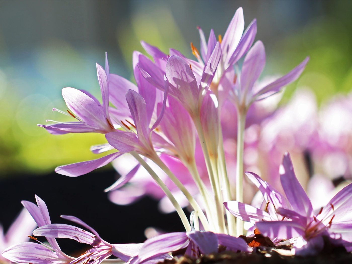 Сиреневые нежные весенние цветы крокусы крупным планом