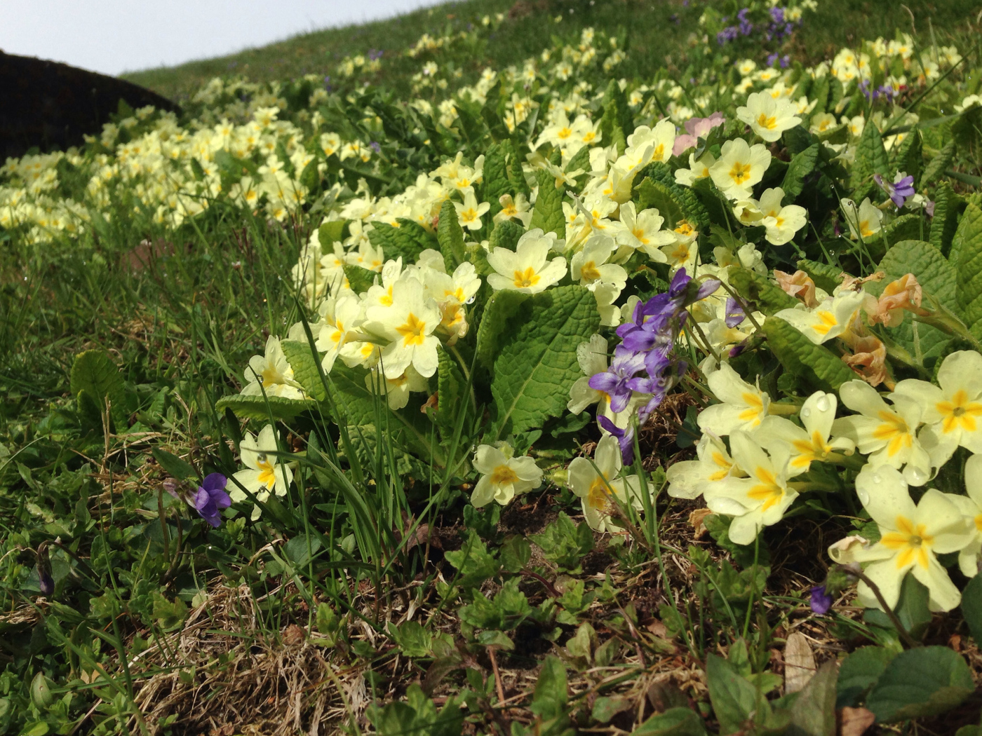 Маленькие первоцветы желтые цветы примулы