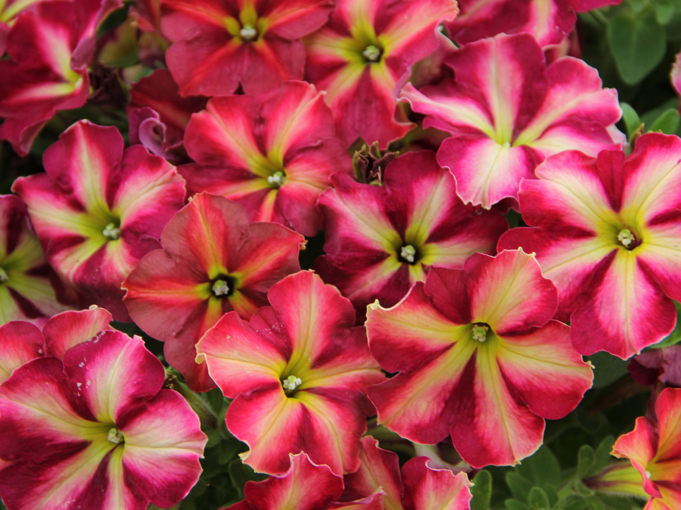 Много красивых розовых цветов петунии 