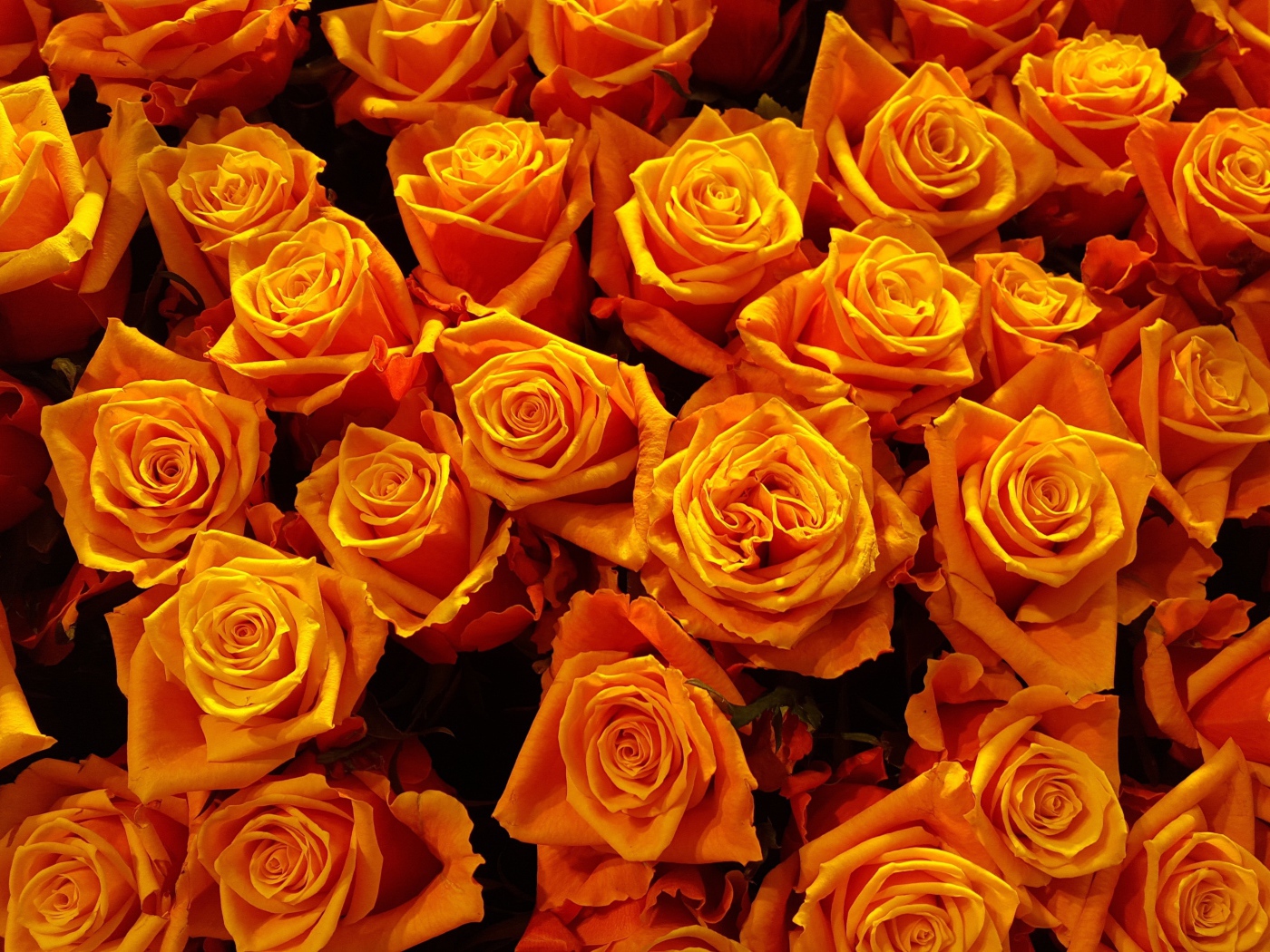 Много оранжевых роз крупным планом