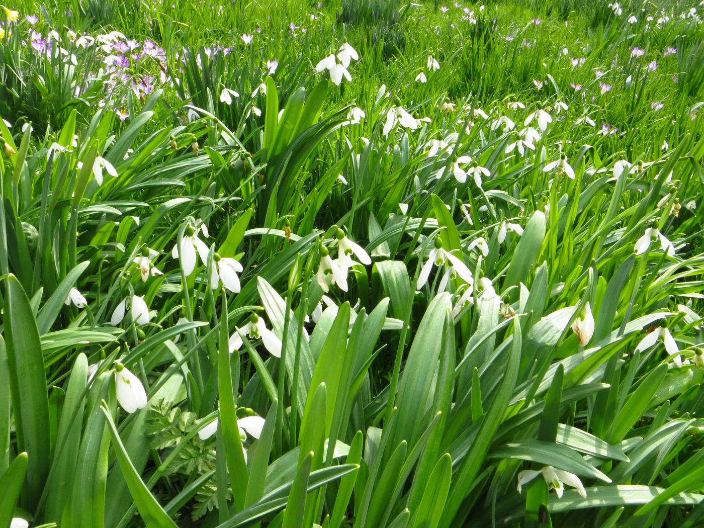Many white snowdrops with green leaves