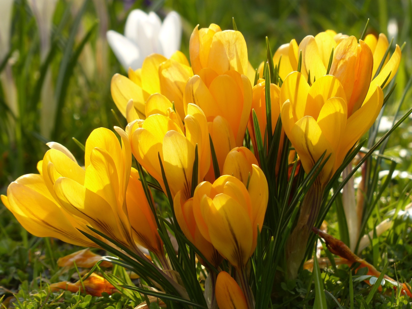 Много желтых весенних цветов крокусов