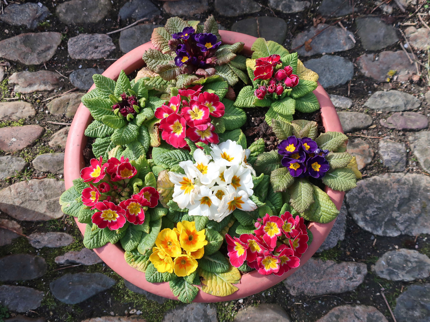 Разноцветные цветы примулы на клумбе