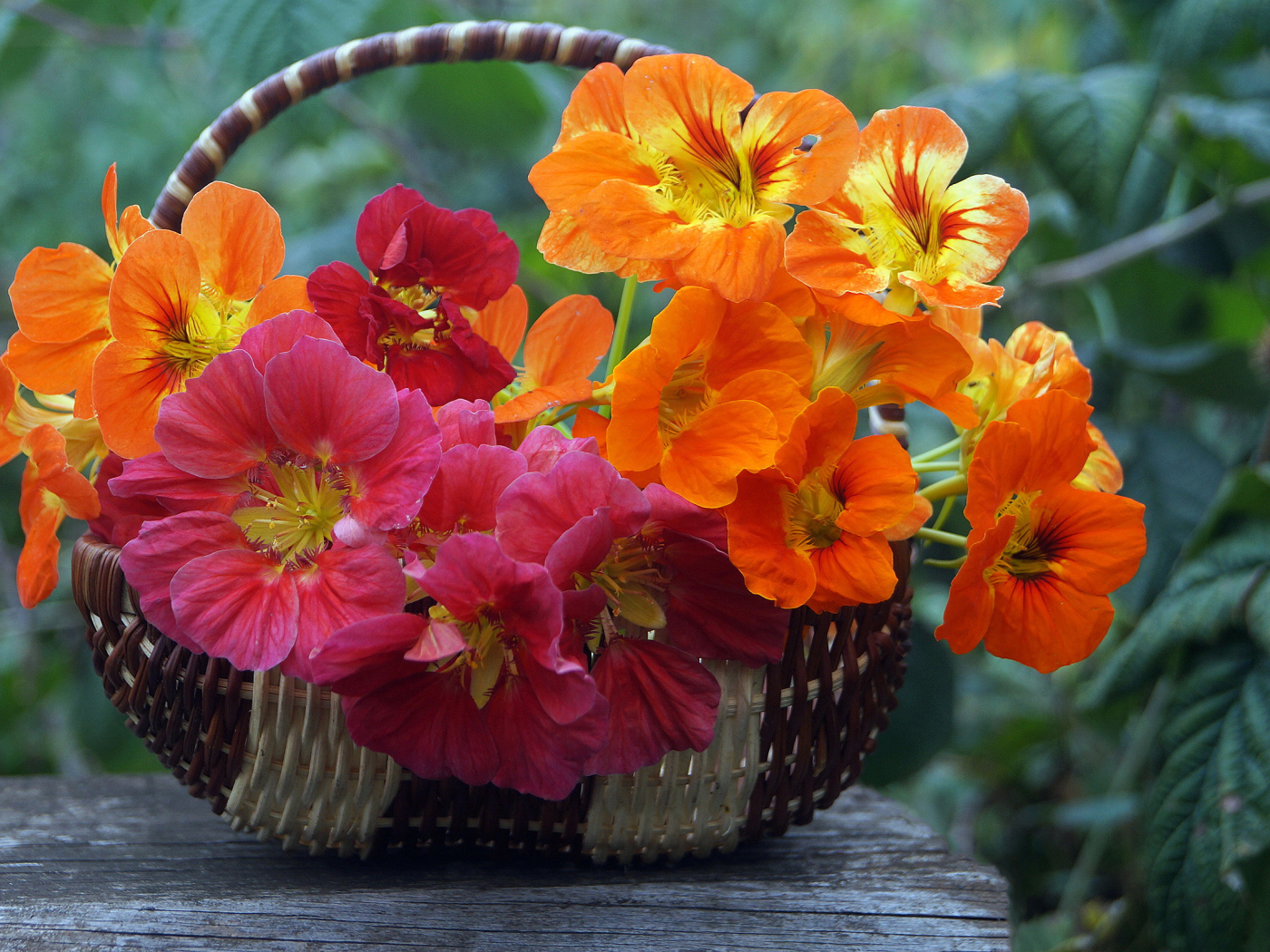 Разноцветные цветы настурция в корзине