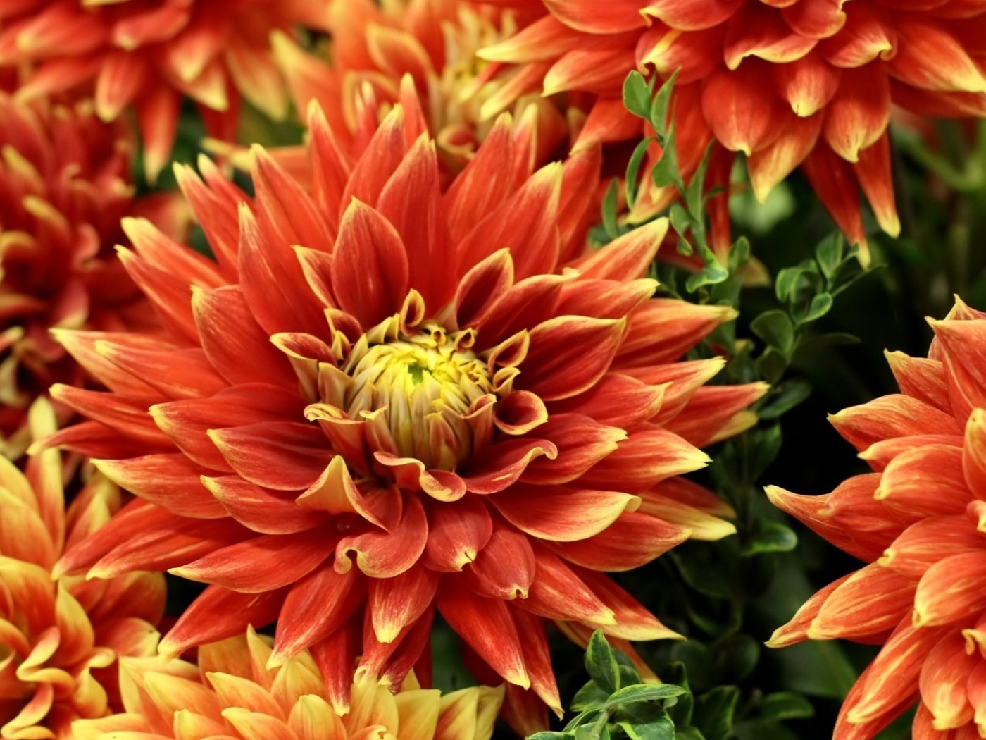 Оранжевые красивые георгины крупным планом 