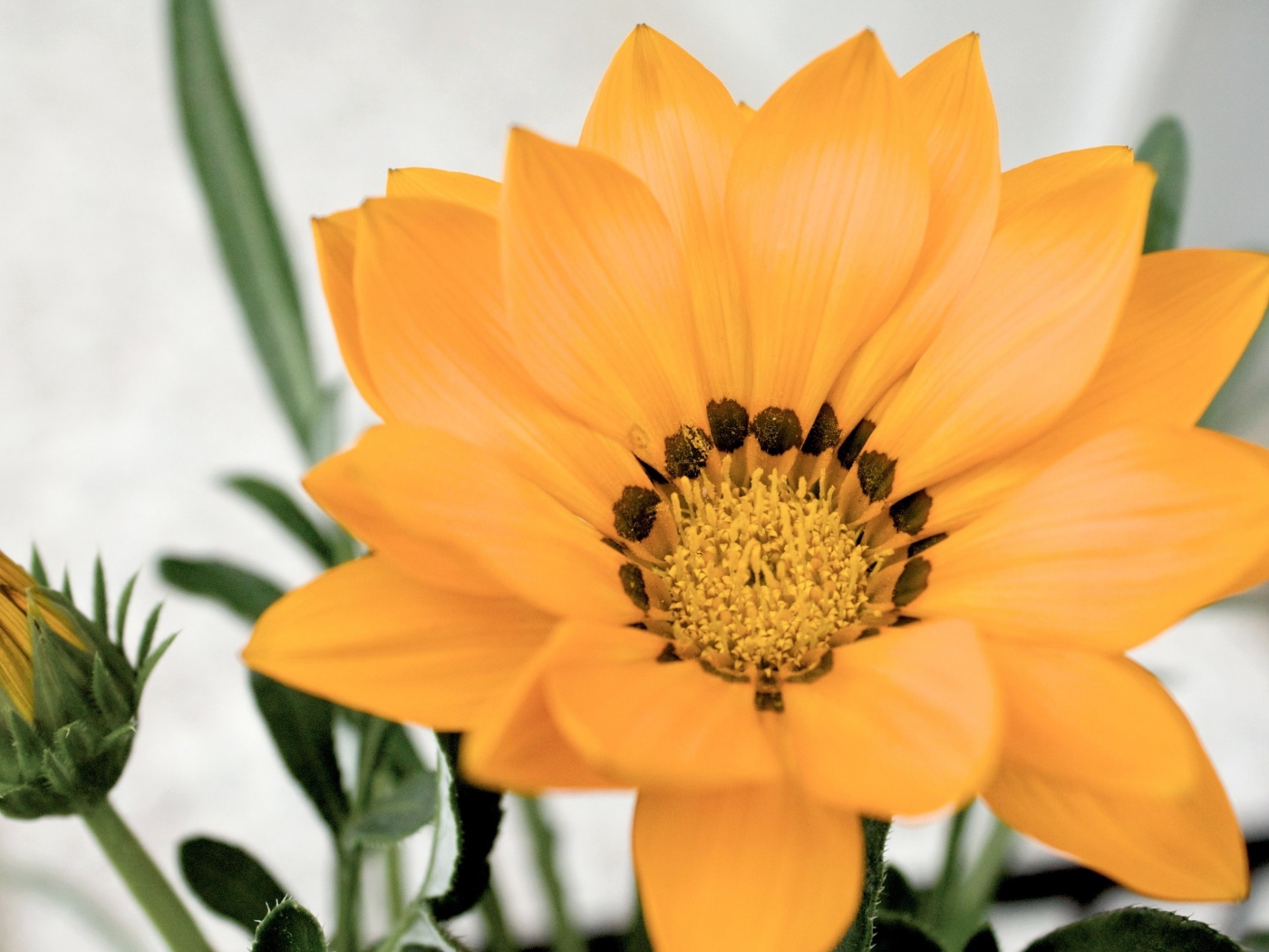 Оранжевый цветок газания с бутоном