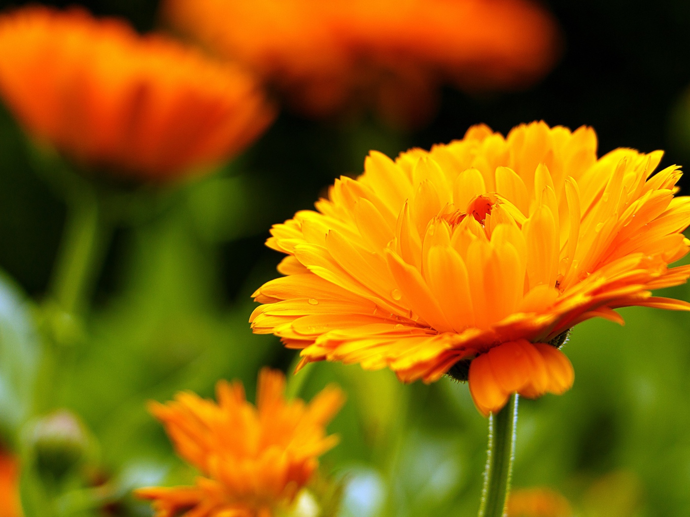 Оранжевый цветок герберы крупным планом