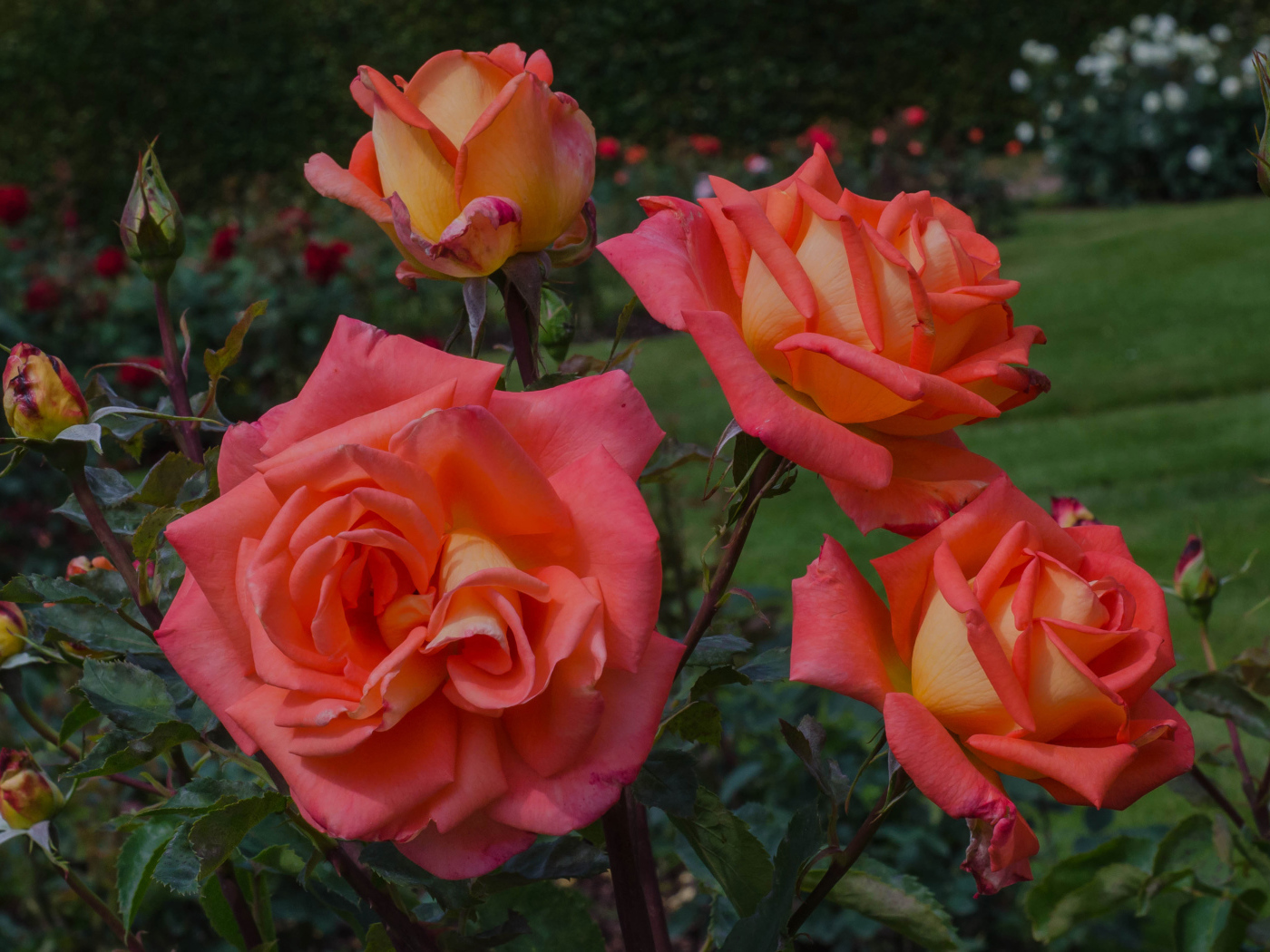 Оранжевые розы с бутонами на клумбе крупным планом