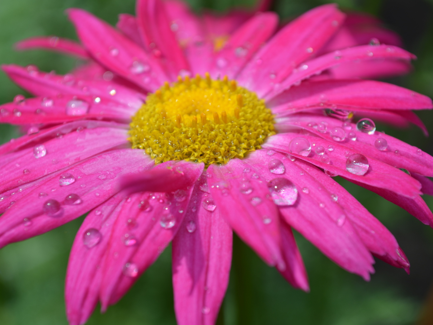 Розовый цветок эхинацеи в каплях дождя