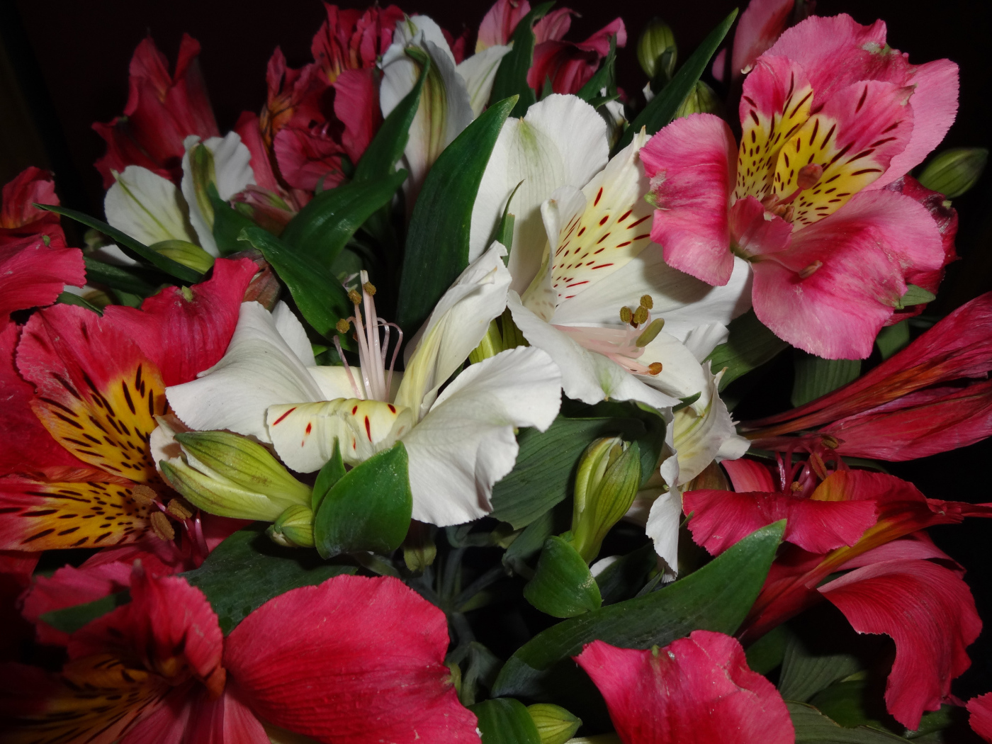 Розовые и белые цветы альстромерия крупным планом