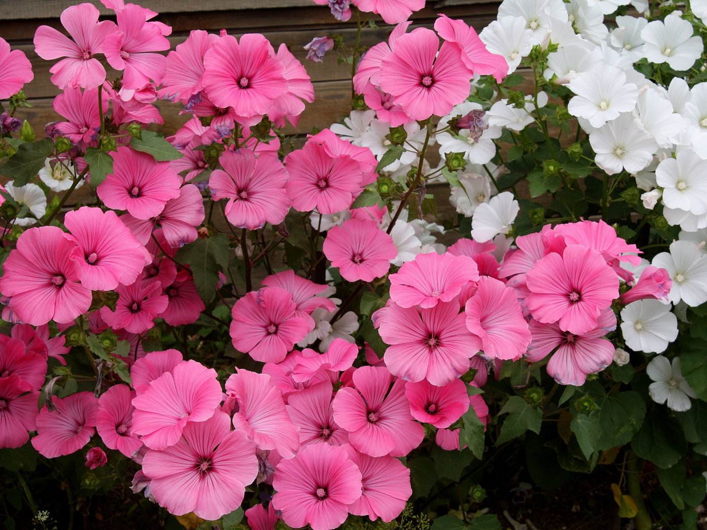 Розовые и белые садовые цветы лаватера