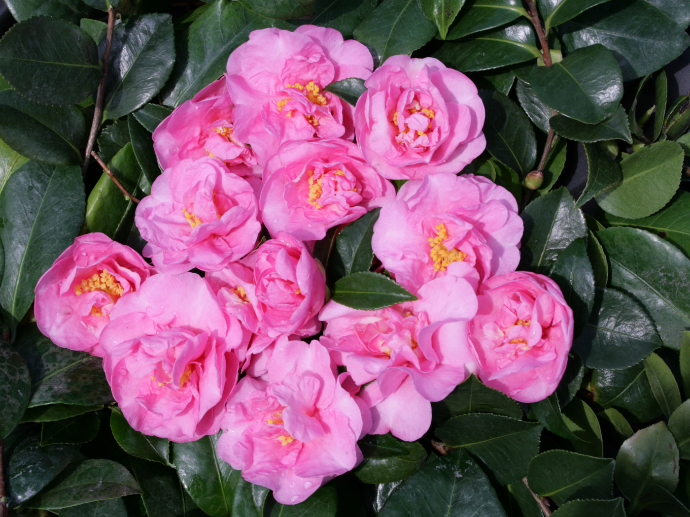 Розовые цветы камелии в зеленых листьях