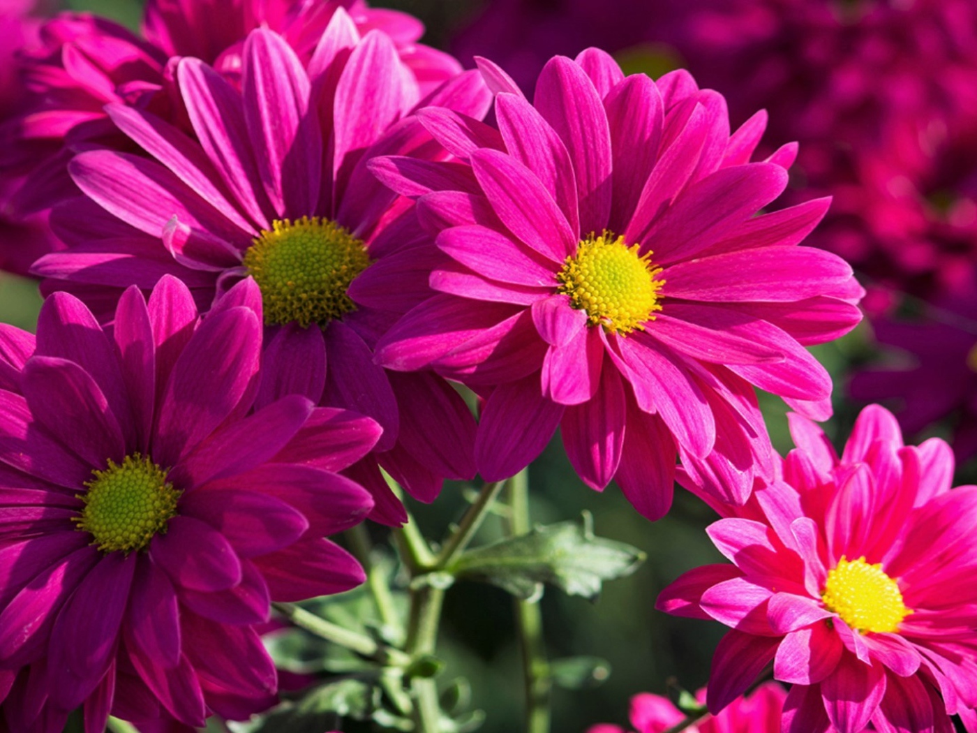 Розовые хризантемы крупным планом 