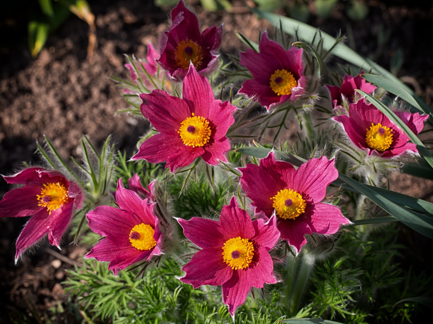 Розовые цветы прострел, вид сверху