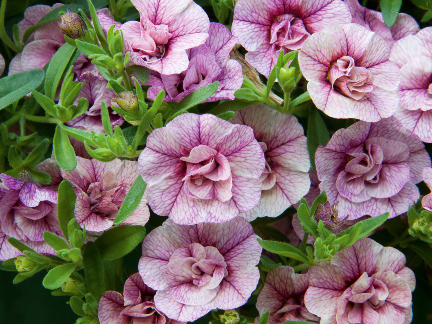 Розовые цветы Калибрахоа крупным планом