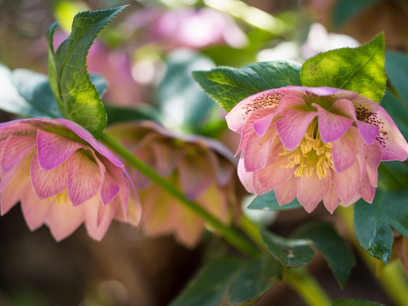 Розовые цветы морозника вблизи