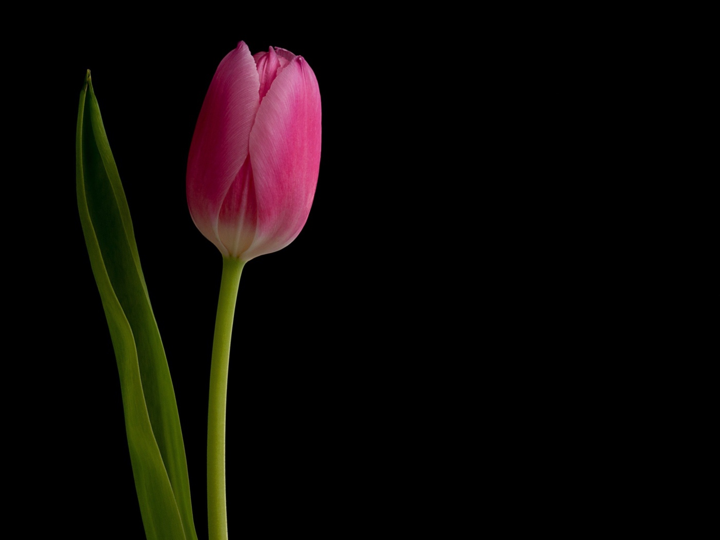 Розовый нежный тюльпан на черном фоне