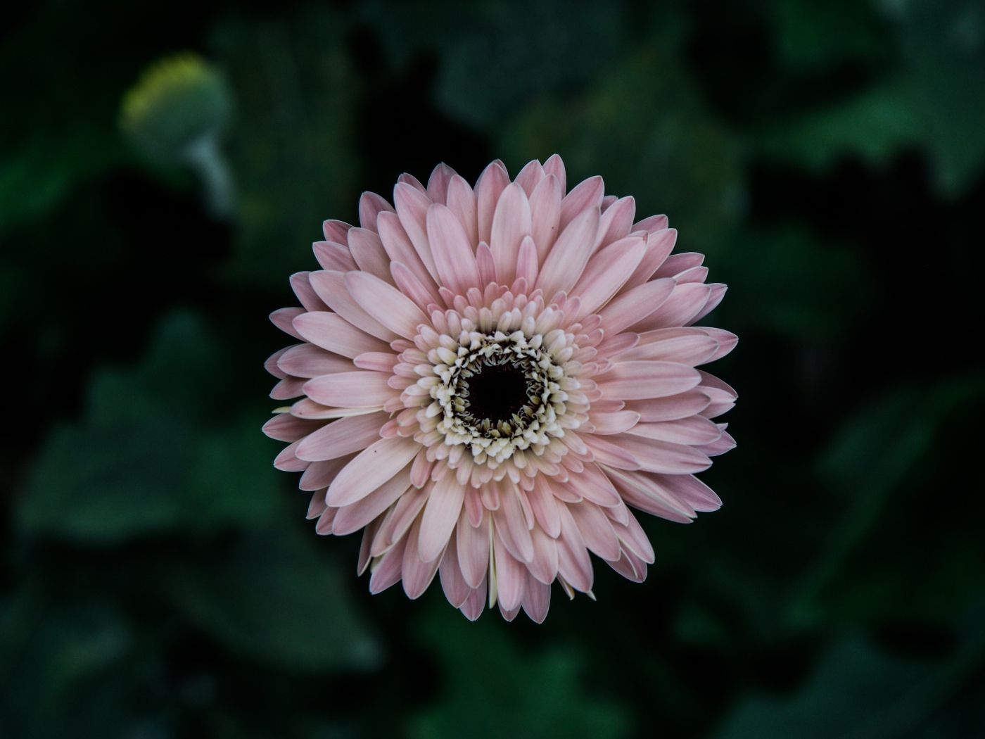 Розовая гербера вид сверху