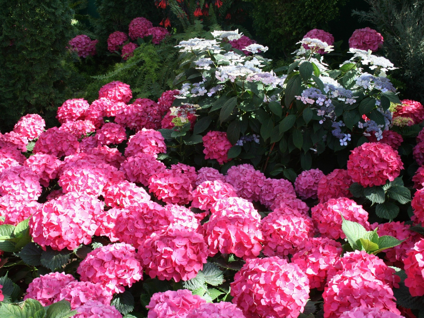 Розовые цветы гортензии в лучах солнца