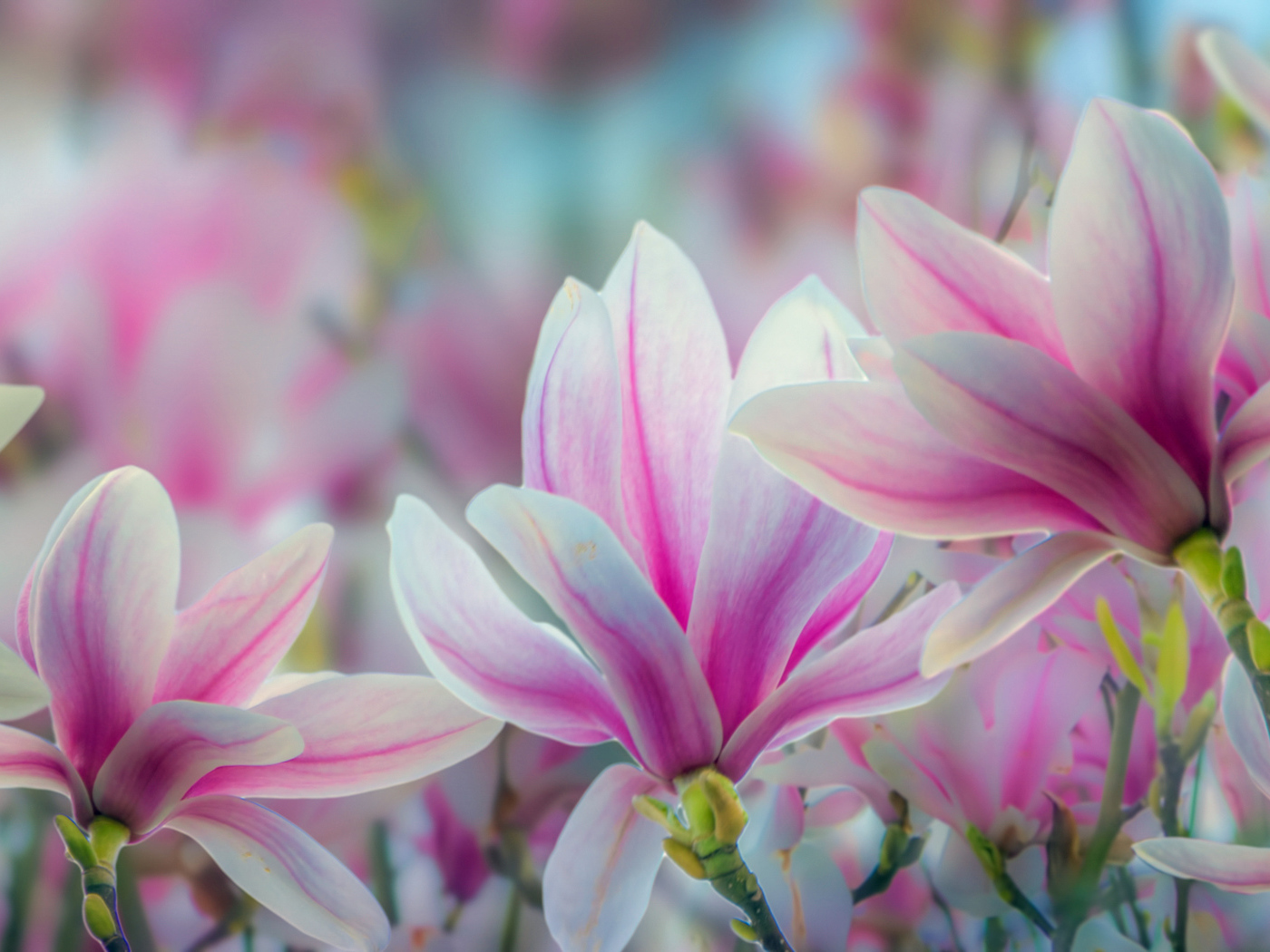 Розовые цветы магнолии крупным планом