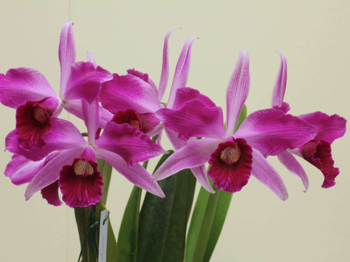 Розовые цветы орхидеи на сером фоне