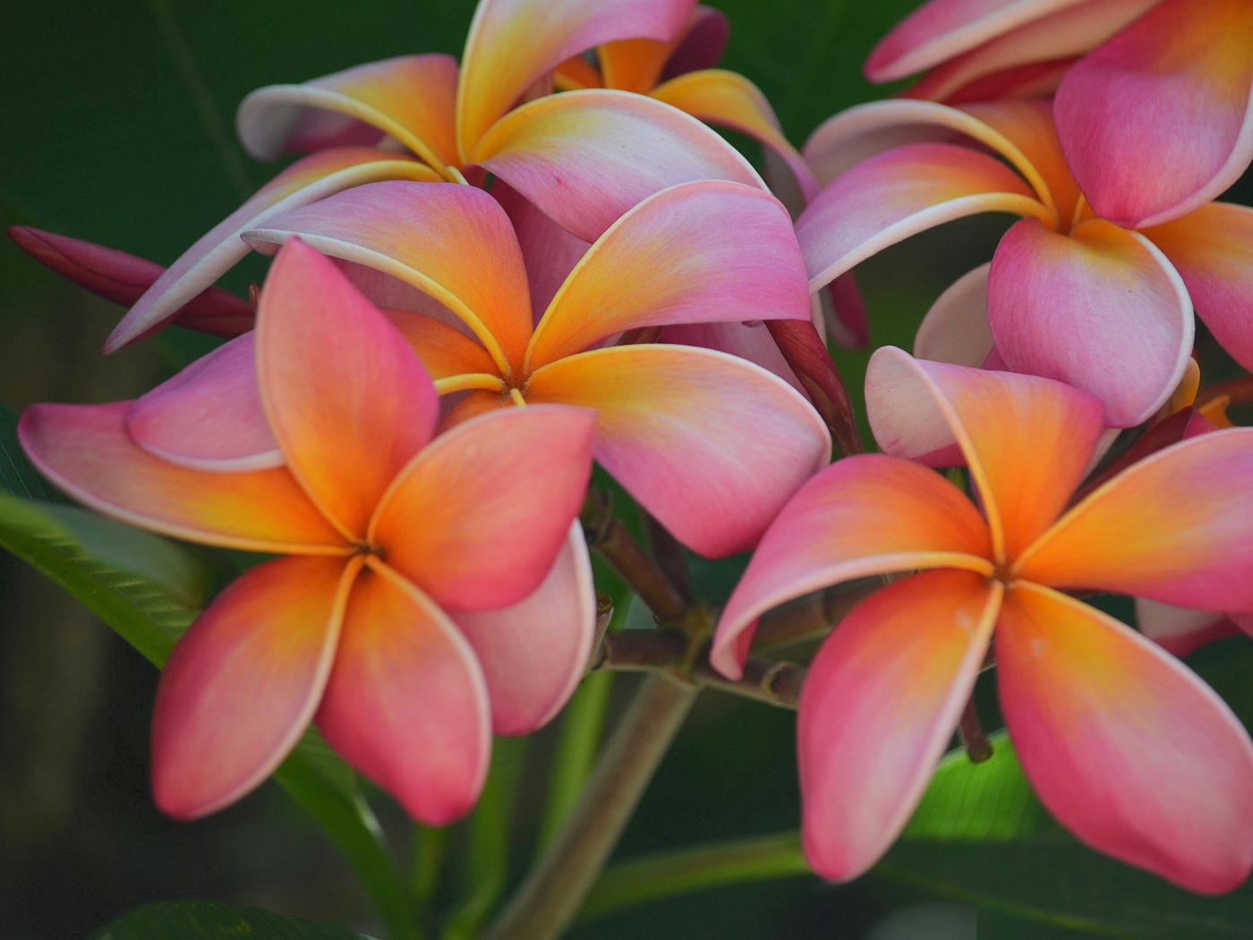 Розовые цветы плюмерия крупным планом 