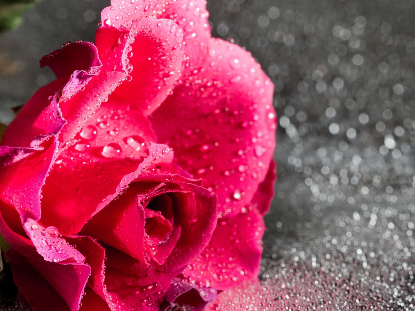 Розовая роза в каплях воды на сером фоне