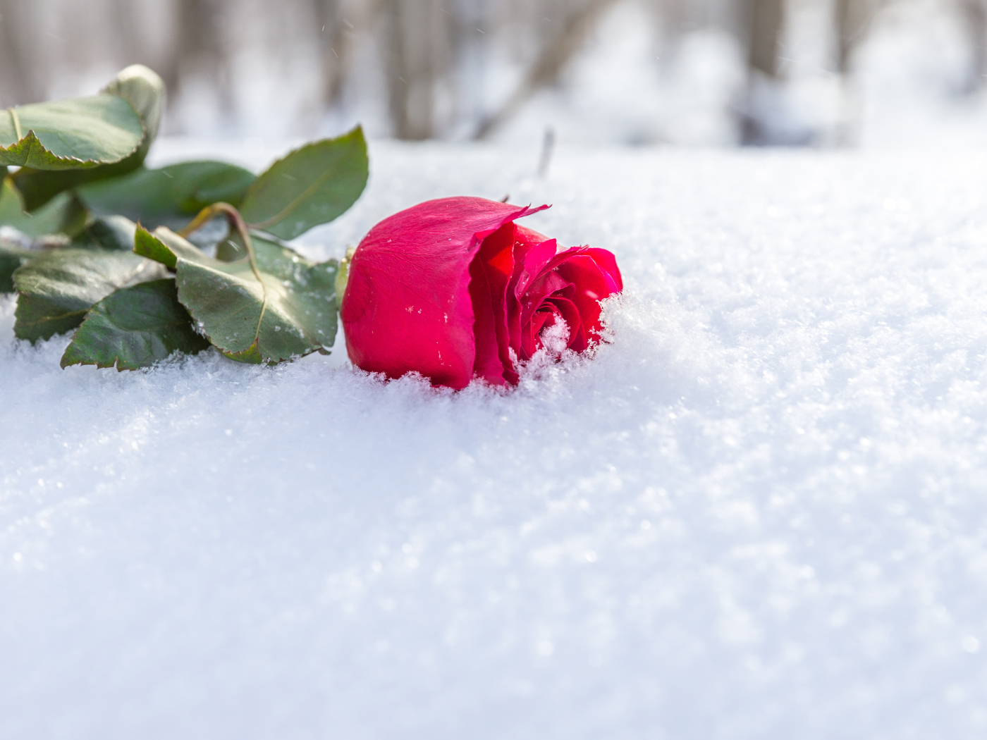 Розовая роза на снегу