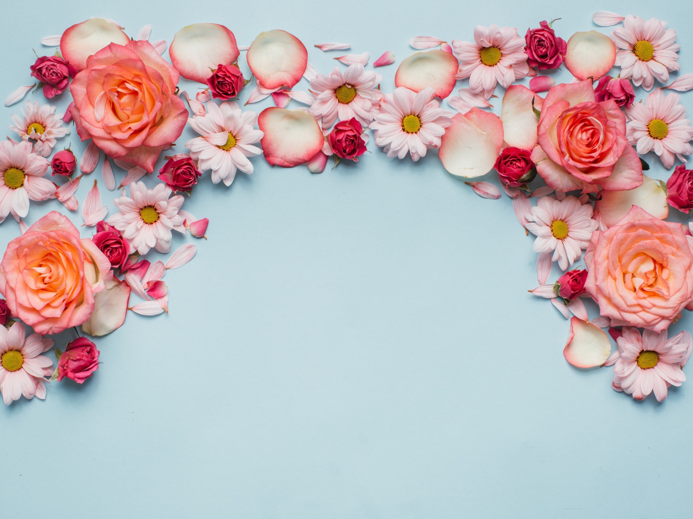 Розовые розы и хризантемы на голубом фоне 