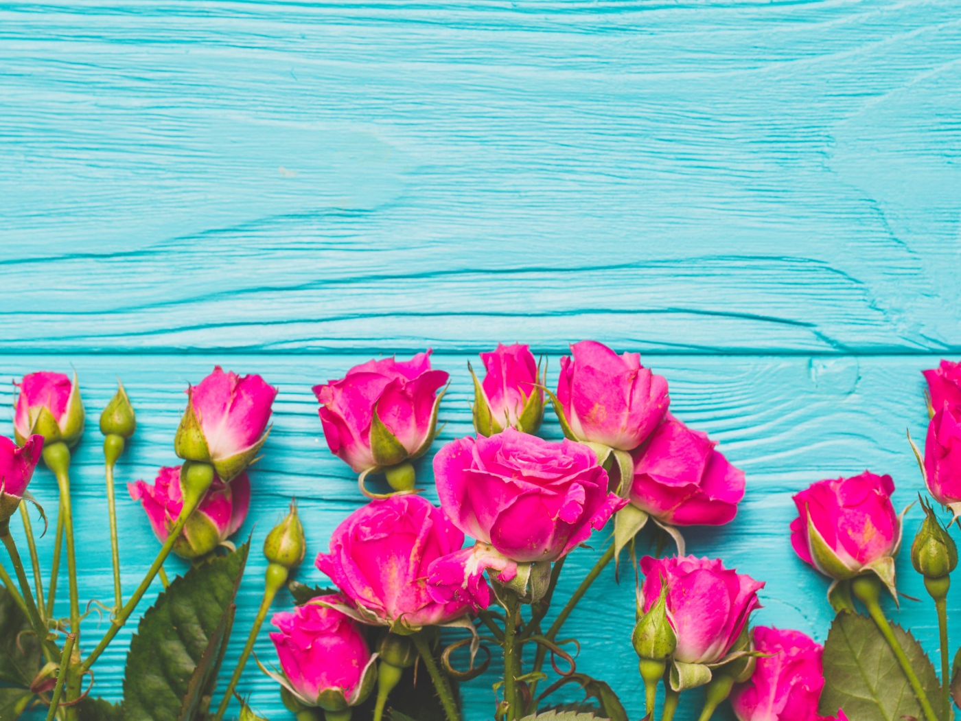 Розовые розы на голубом деревянном фоне
