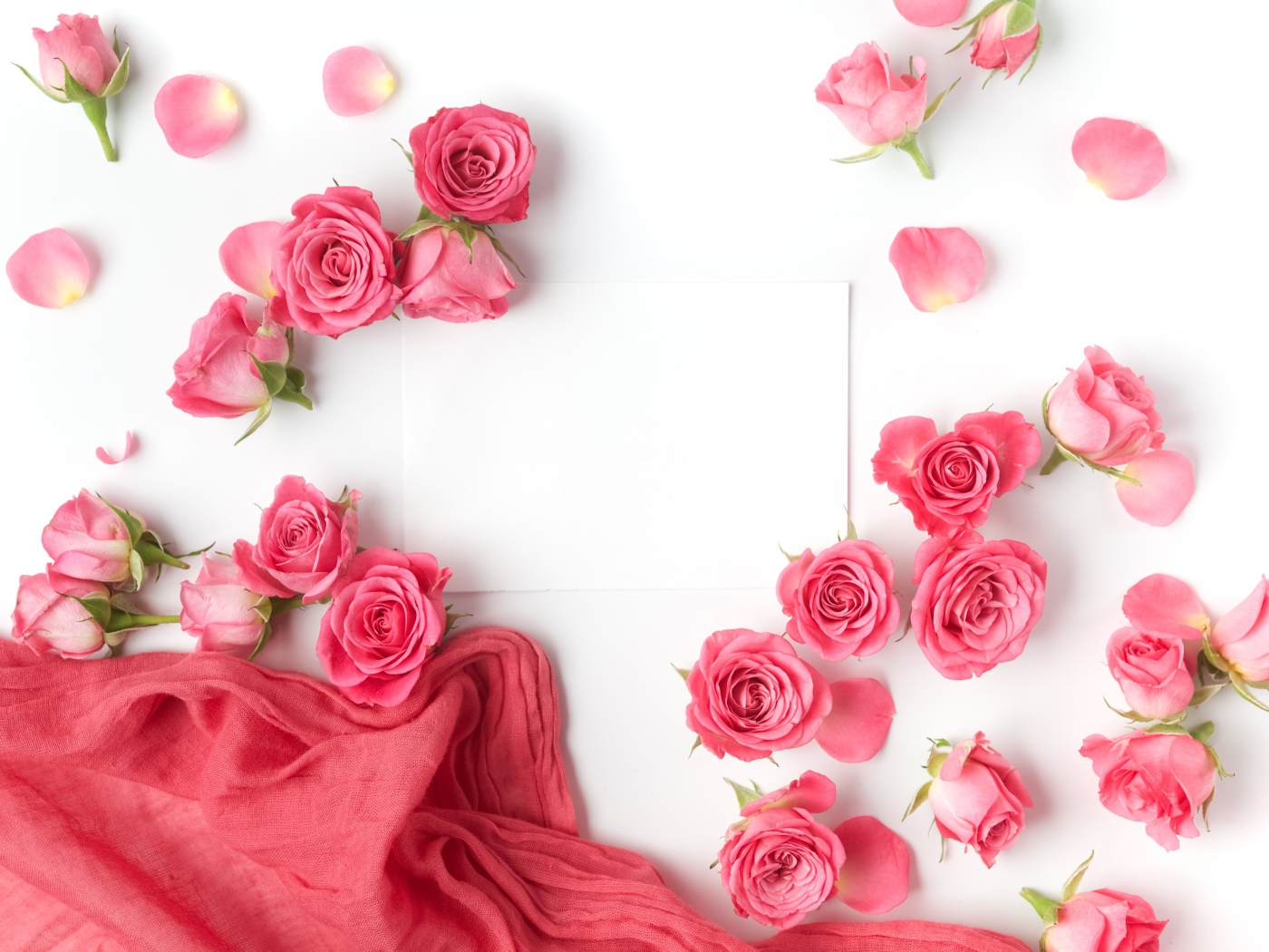 Розовые розы с белым листом бумаги на белом фоне