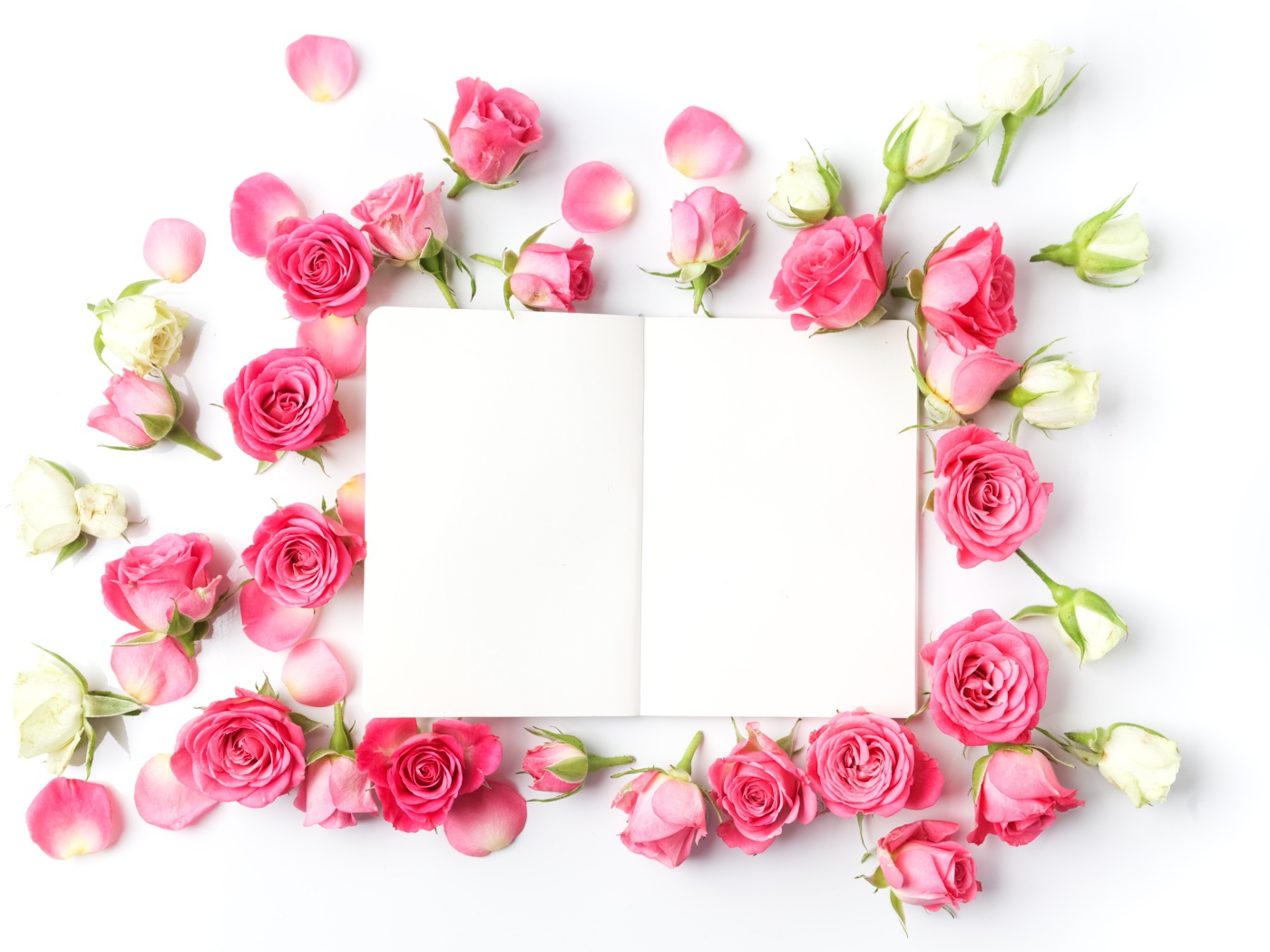 Розовые розы с белым листом, шаблон для открытки