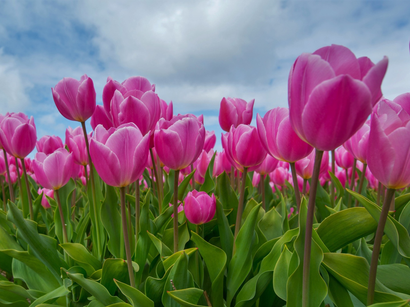 Розовые тюльпаны под красивым небом 