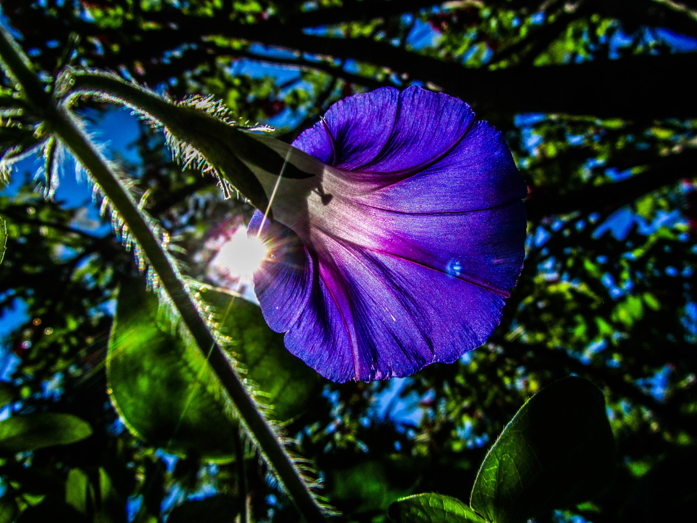 Фиолетовый цветок ипомея в лучах солнца