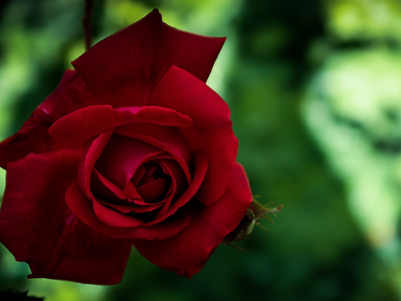 Красная красивая садовая роза крупным планом